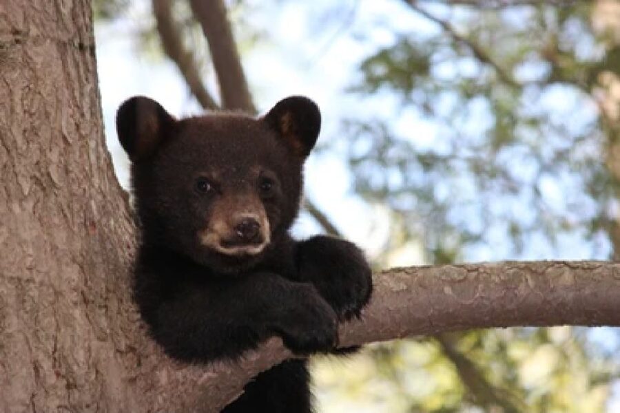 Jackson: Grand Teton National Park Guided Wildlife Tour - The vehicle changes with the season