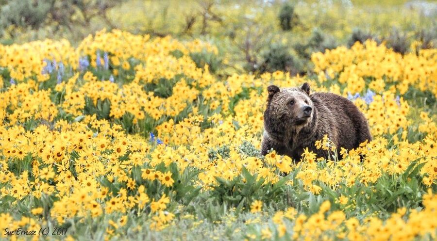 Jackson: Grand Teton National Park Guided Wildlife Tour - What happens on the road