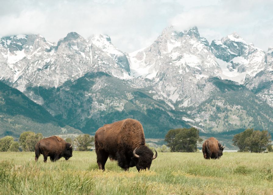 Jackson: Grand Teton National Park Guided Wildlife Tour - Guides make or break this kind of outing