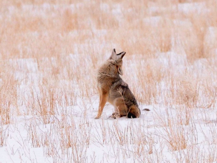Jackson: Grand Teton National Park Guided Wildlife Tour - Is $159 a fair price?