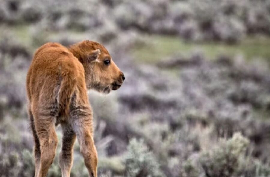 Jackson: Grand Teton National Park Guided Wildlife Tour - Who should book it