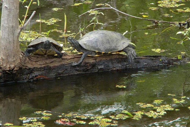 Jean Lafitte 90-Minute Swamp and Bayou Boat Tour - Leaving New Orleans for Jean Lafitte