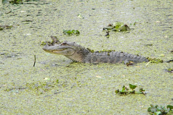 Jean Lafitte 90-Minute Swamp and Bayou Boat Tour - A covered pontoon built for easy sightseeing