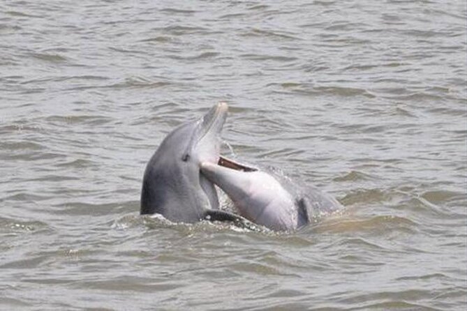 Jekyll Island Dolphin Tours - Key points to know before booking