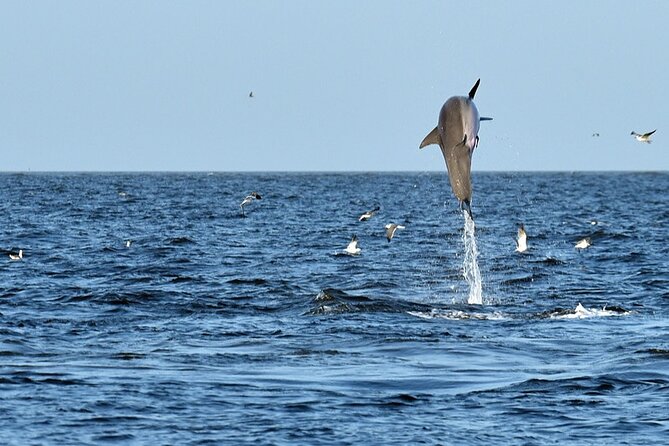 Jekyll Island Dolphin Tours - The captains make a real difference