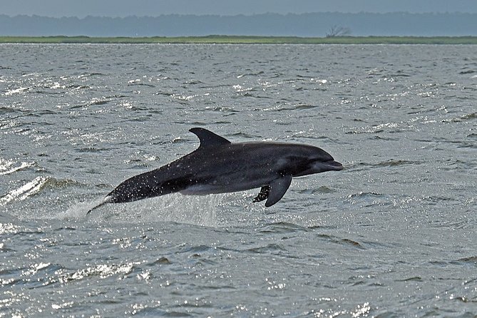Jekyll Island Dolphin Tours - What happens during the 90-minute cruise