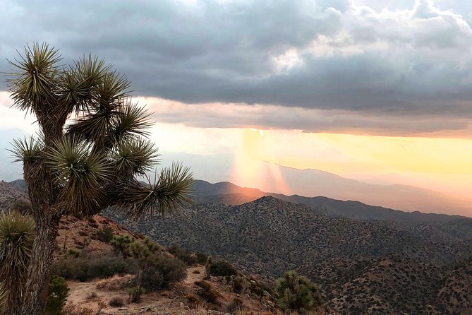 Joshua Tree National Park Scenic Tour - Van comfort, visibility, and seasonal vehicle confusion