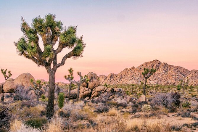 Joshua Tree National Park Self-Guided Driving Audio Tour - Key points before you enter the park