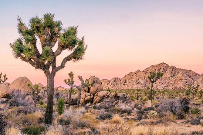 Joshua Tree National Park Self-Guided Driving Audio Tour - Joshua Tree town and the first miles