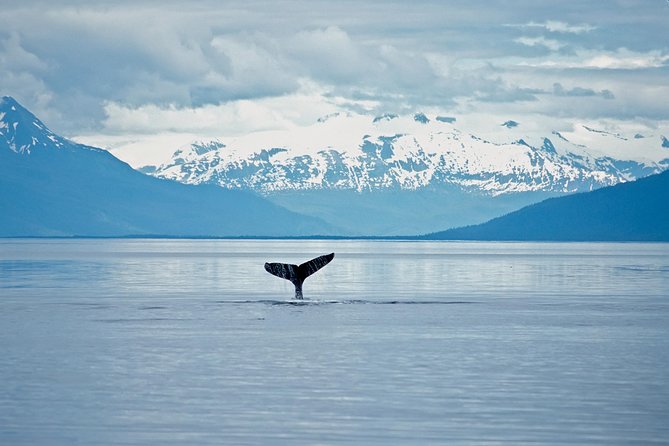Juneau Wildlife Whale Watching - From the cruise terminal to Auke Bay Harbor