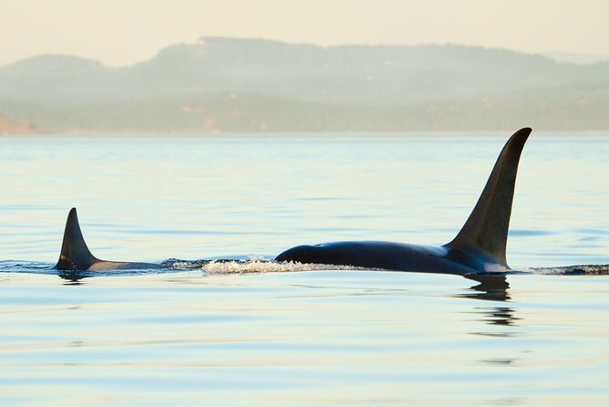 Juneau Wildlife Whale Watching - Naturalists who make the sightings more meaningful