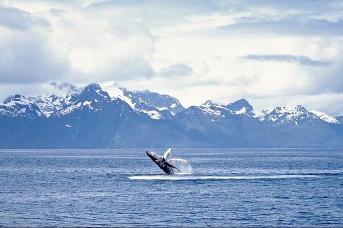 Juneau Wildlife Whale Watching - The boat, weather, and the best place to sit