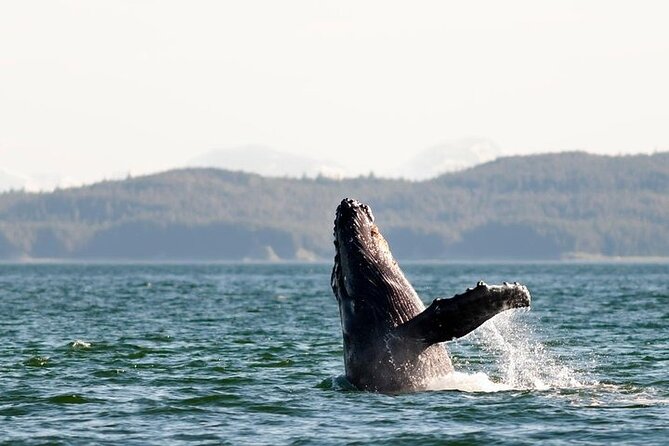 Juneau Wildlife Whale Watching & Mendenhall Glacier - Is $249 a fair price?