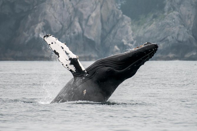 Juneau Wildlife Whale Watching & Mendenhall Glacier - The boat is built for watching, not just getting there