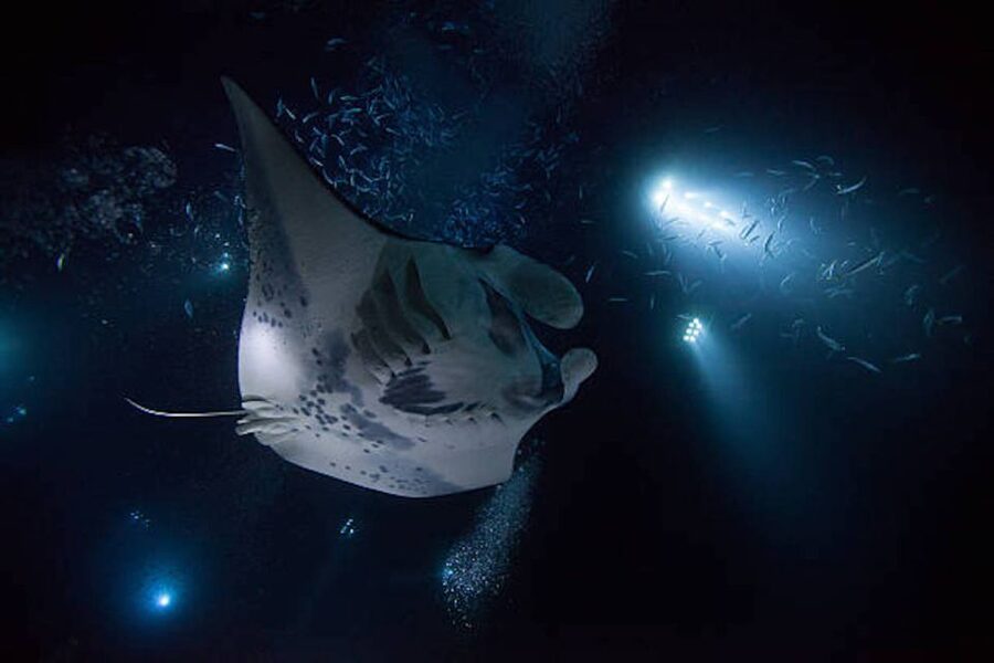 Kailua-Kona: Manta Ray Watching Nighttime Boat Trip - Key things to know before you book