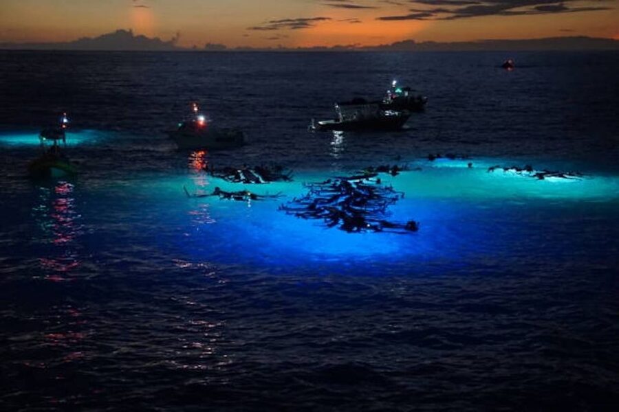Kailua-Kona: Manta Ray Watching Nighttime Boat Trip - Why Kona’s manta rays come out at night