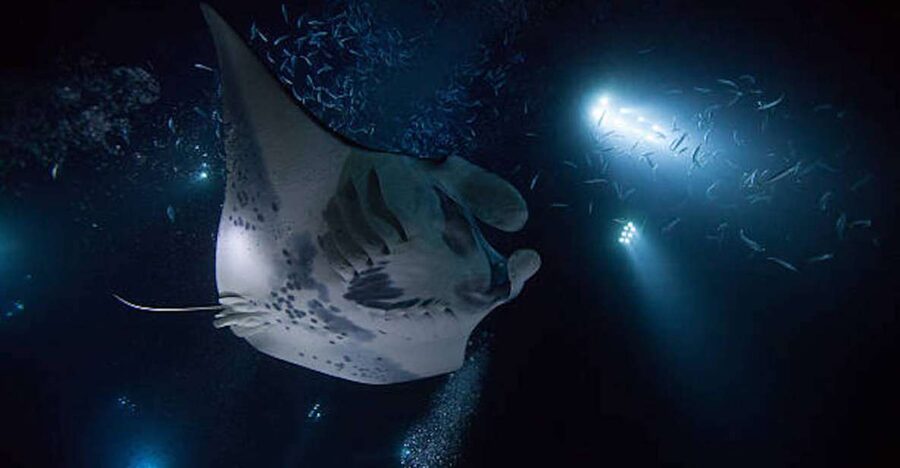 Kailua-Kona: Manta Ray Watching Nighttime Boat Trip - The short catamaran ride into the dark