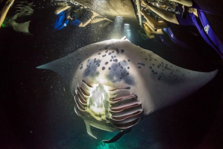 Kailua-Kona: Manta Ray Watching Nighttime Boat Trip - The crew and the level of care