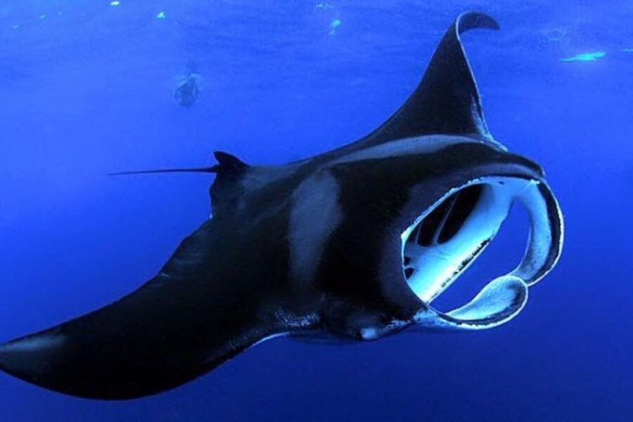 Kailua Kona: Night Manta Ray Adventure on the Big Island - Key points at a glance
