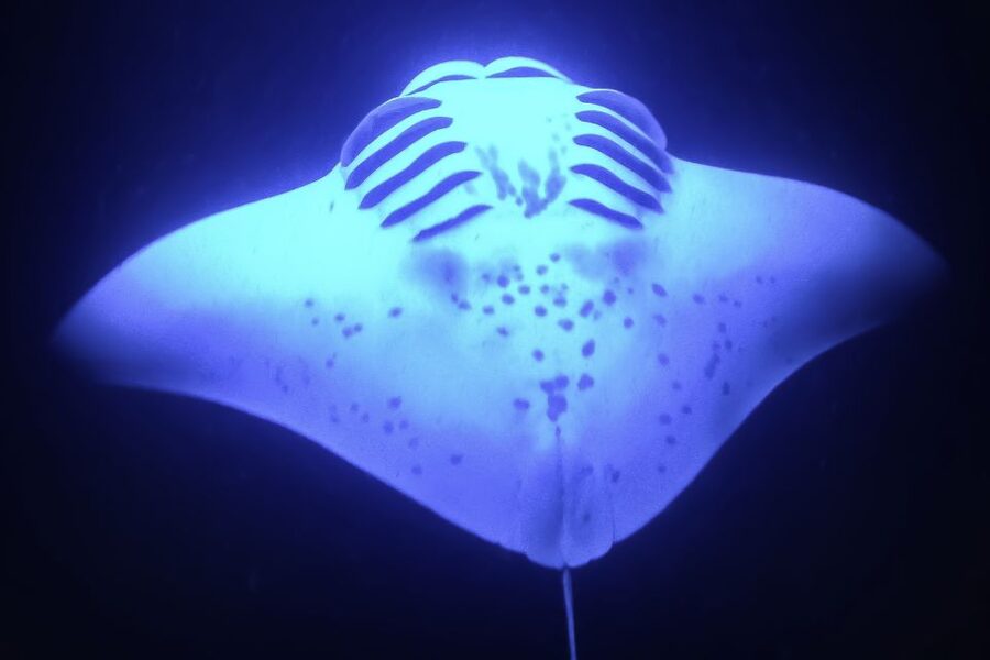 Kailua Kona: Night Manta Ray Adventure on the Big Island - Should you book the manta ray adventure?