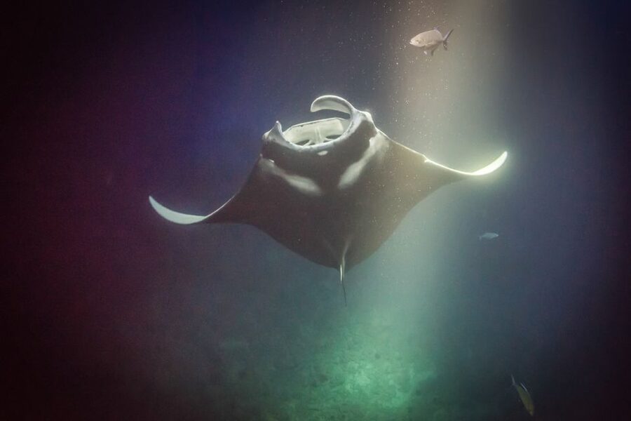 Kailua Kona: Night Manta Ray Adventure on the Big Island - The 45-minute manta show