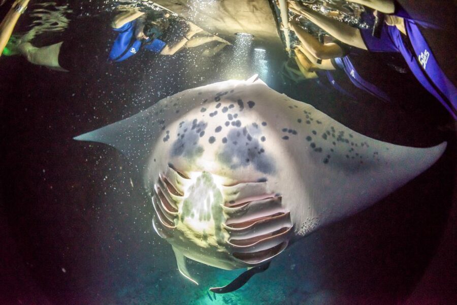 Kailua Kona: Night Manta Ray Adventure on the Big Island - What the $121 price includes