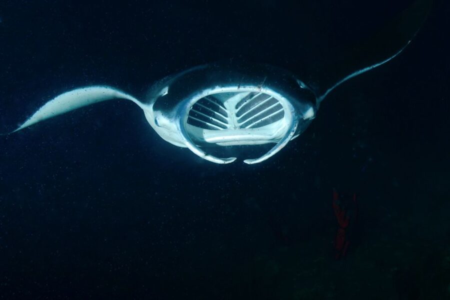 Kailua Kona: Night Manta Ray Adventure on the Big Island - Who should book this Kona night snorkel