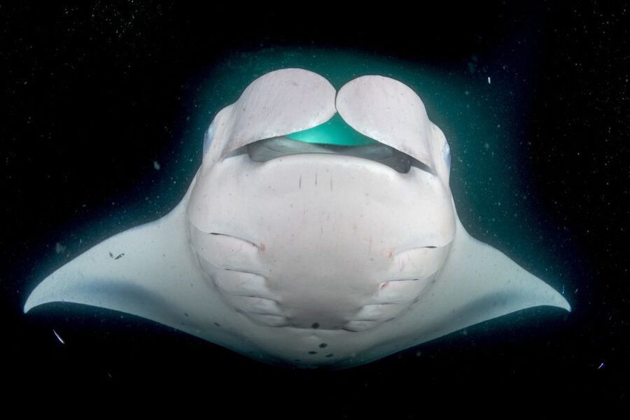 Kailua Kona: Night Manta Ray Adventure on the Big Island - Practical packing advice for a smoother evening