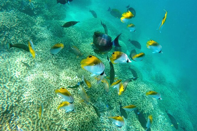 Kaneohe Sandbar Snorkeling Tour - 2nd Tour - What You Eat and Drink on Board