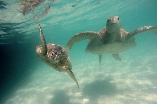 Kaneohe Sandbar Snorkeling Tour - 2nd Tour - Getting to Heʻeia Kea Harbor