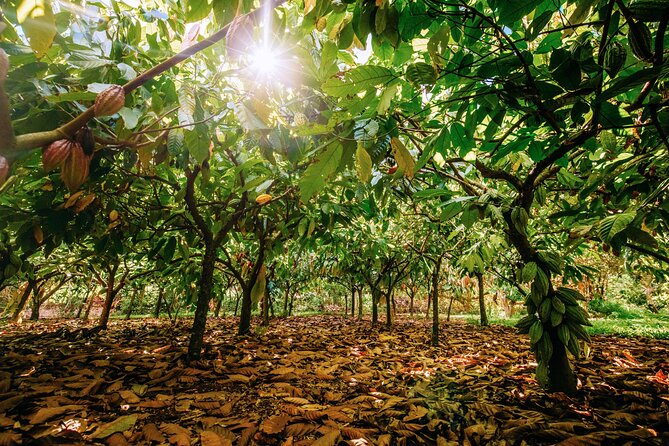 Kauai Chocolate Farm Tasting Tour - The tasting: fruit, honey, vanilla, and dark chocolate
