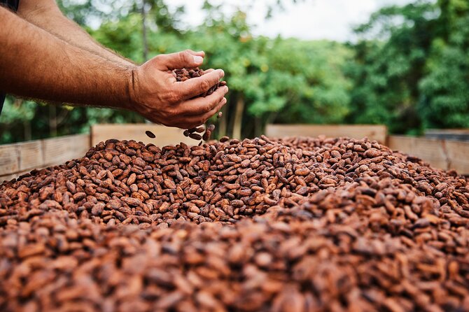 Kauai Chocolate Farm Tasting Tour - A closer look at the guides