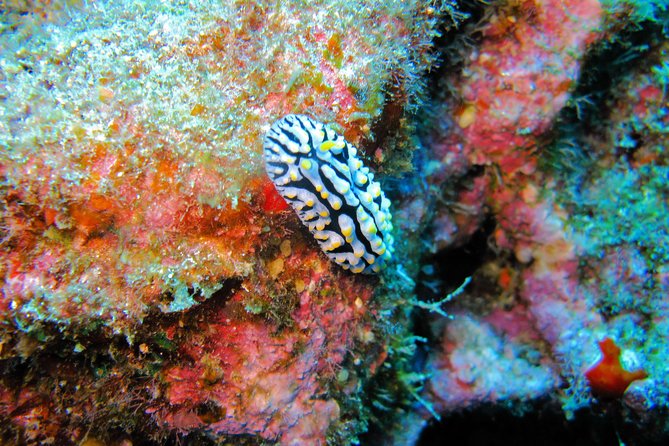 Kauai’s Ultimate Guided Shore Snorkel in South Poipu - Is one hour in the ocean enough?