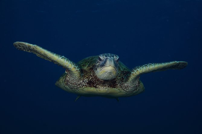 Kauai’s Ultimate Guided Shore Snorkel in South Poipu - Price, equipment, and practical value
