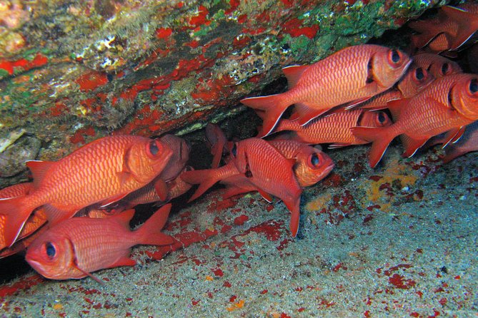 Kauai’s Ultimate Guided Shore Snorkel in South Poipu - Safety and ocean conditions at Poipu
