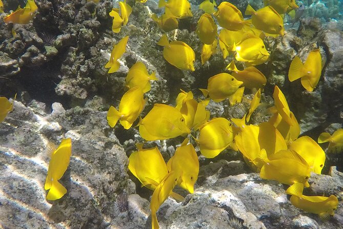 Kealakekua Bay (Captain Cook Monument) Snorkel and Sail Adventure - Watching for dolphins, manta rays, and seasonal whales