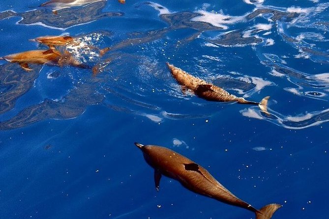 Kealakekua Bay (Captain Cook Monument) Snorkel and Sail Adventure - An hour among coral, fish, and clear water