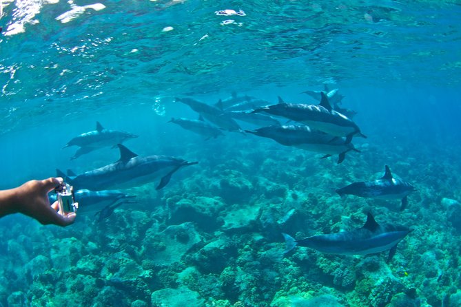 Kealakekua Bay Snorkeling Tour - 4 hour Kona Zodiac Adventure - Who should book this Kona snorkel trip