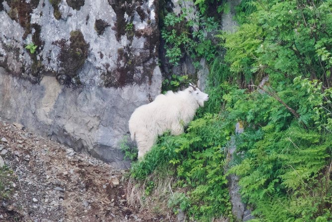 Kenai Fjords and Resurrection Bay Half-Day Wildlife Cruise - Key points to know before you book