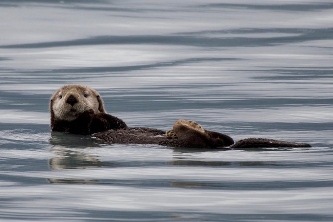 Kenai Fjords and Resurrection Bay Half-Day Wildlife Cruise - A four-hour introduction to Resurrection Bay