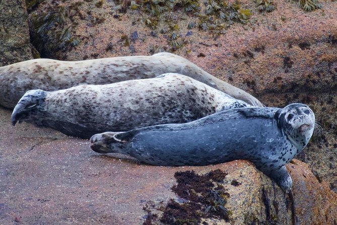 Kenai Fjords and Resurrection Bay Half-Day Wildlife Cruise - A boat built for viewing, not just transport
