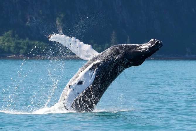 Kenai Fjords and Resurrection Bay Half-Day Wildlife Cruise - The crew makes the difference