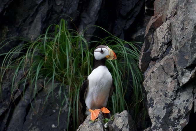 Kenai Fjords and Resurrection Bay Half-Day Wildlife Cruise - Is $165.93 a fair price?