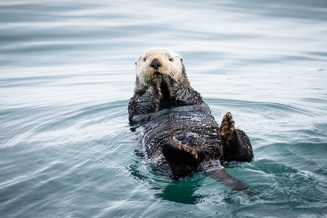 Kenai Fjords National Park Glacier & Wildlife Cruise - Key points to know before you book