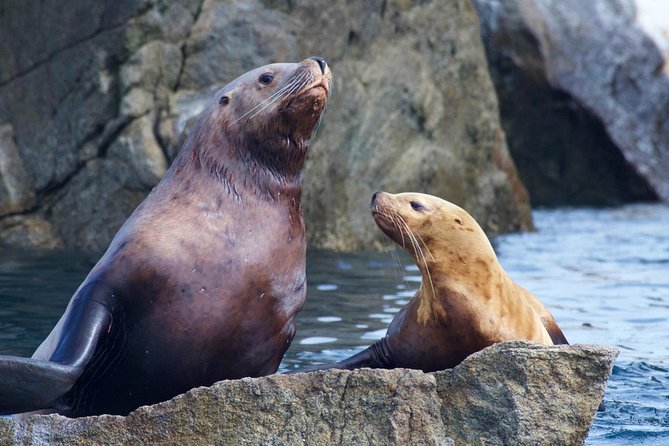 Kenai Fjords National Park Glacier & Wildlife Cruise - Why this six-hour Seward cruise is worth your time