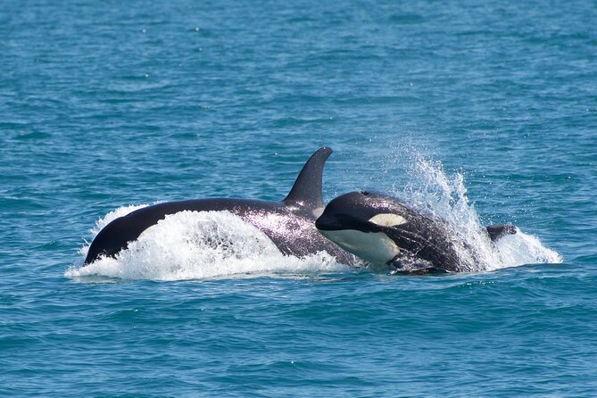 Kenai Fjords National Park Glacier & Wildlife Cruise - Food, seating, and onboard comfort