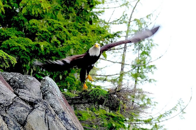 Ketchikan Electric Bike and Rain Forest Hike Ecotour - Port pickup and timing details