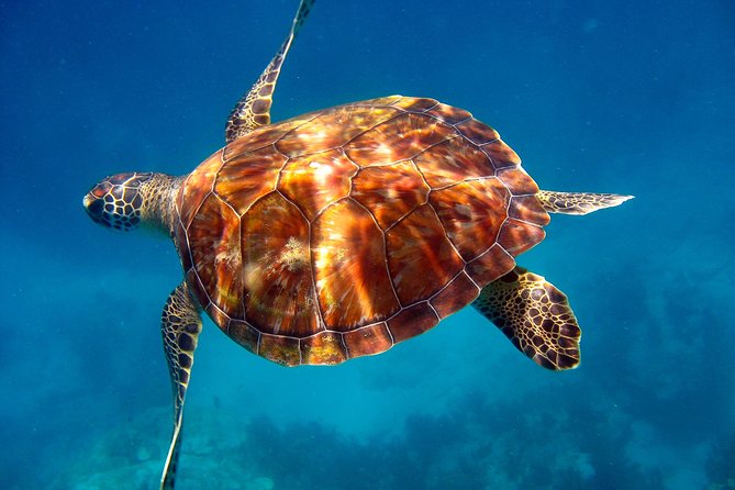 Key Largo Snorkeling Tour - rental mask, fins and vest INCLUDED - Molasses Reef and the outer reef sites