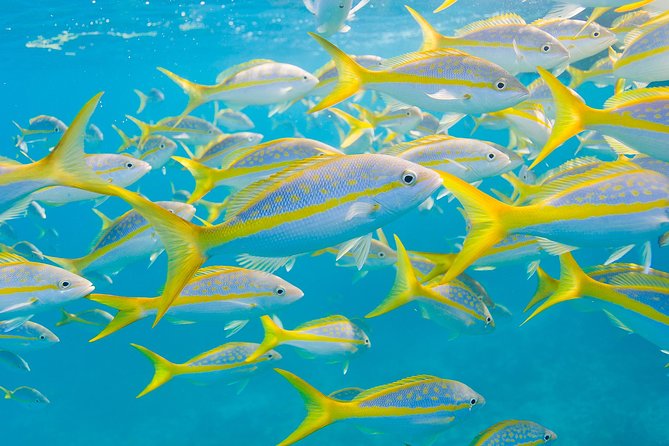 Key Largo Snorkeling Tour - rental mask, fins and vest INCLUDED - Christ of the Deep, a special but uncertain stop