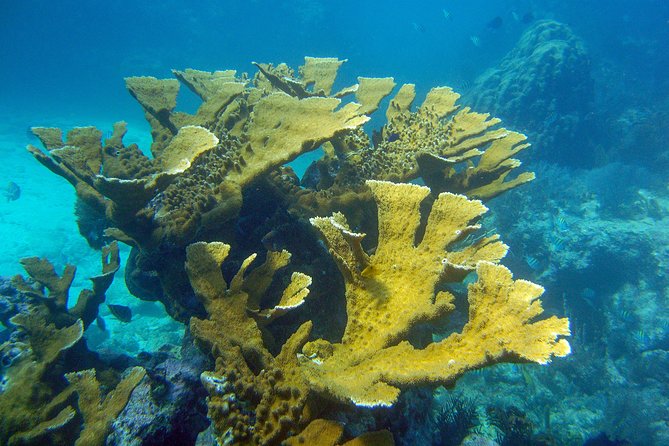 Key Largo Snorkeling Tour - rental mask, fins and vest INCLUDED - What the crew does well